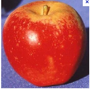 apple_zps98f9e9e0.jpg