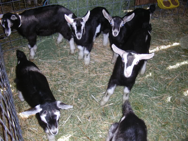 BabyGoats.jpg