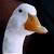 thdUCK1-2.jpg